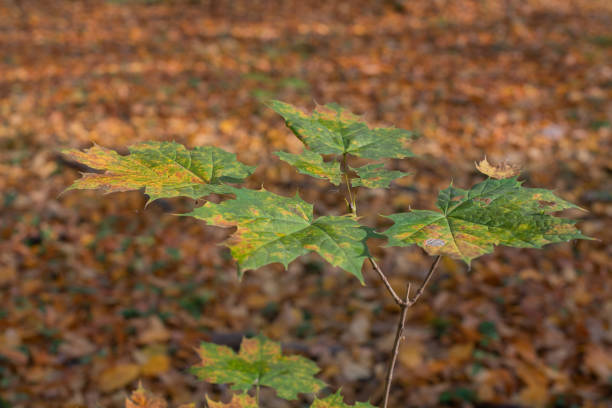 Autumn yellowed leaves stock photo