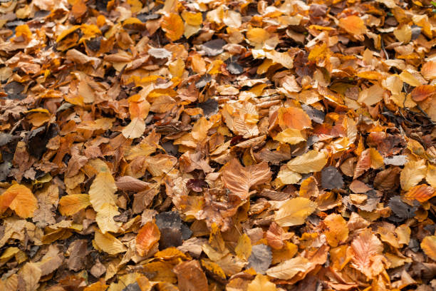 Yellow autumn fallen leaves stock photo