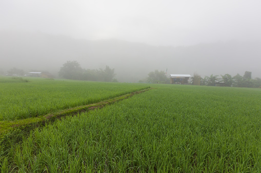the fog cover over rice field step in the morning