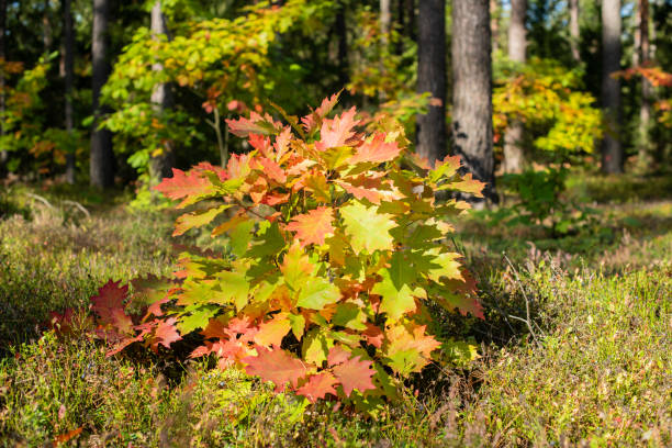 Autumn in Forest stock photo