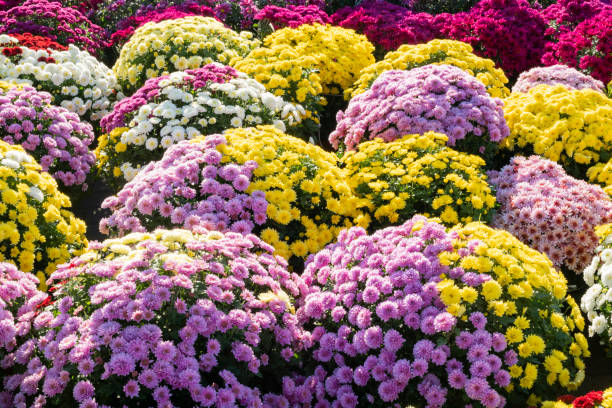 20 / 5 000
Translation results
Colorful chrysanthemums stock photo