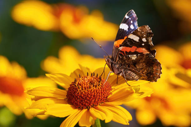 istock Red admiral butterfly feeding with flower nectar 1420779672