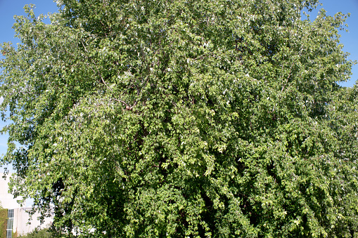 Seasons; Crown of a Norway maple tree in autumn Seasons;