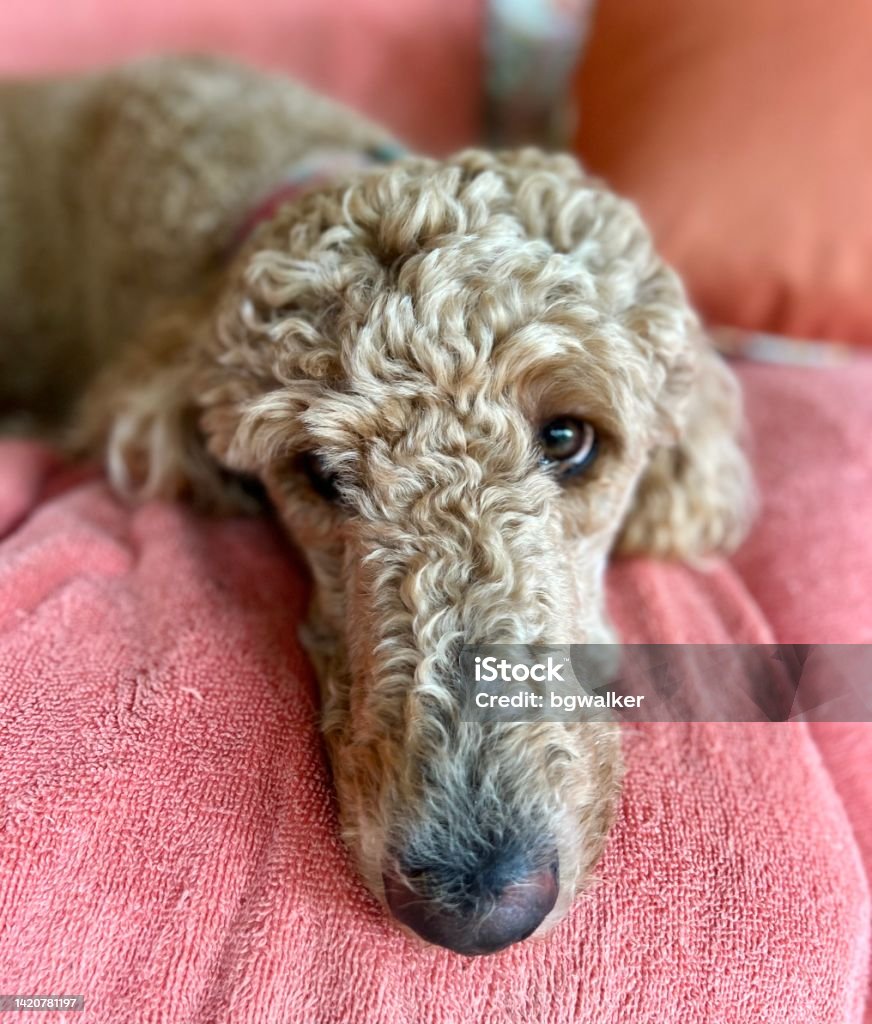 Standard Poodle resting on Towel Covered Sofa Standard Poodle portrait Animal Stock Photo