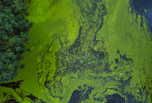 Drone point of view of algae bloom on canal