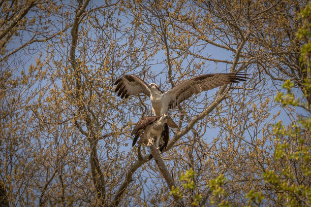 istock A Pair of Osprey Mating in a tree 1420783685