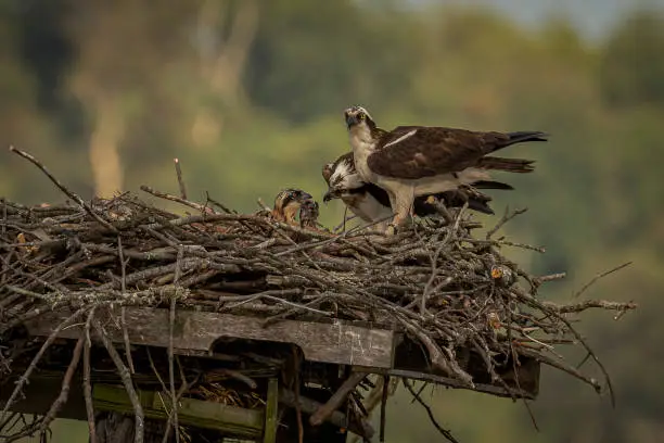 Photo of Osprey Parents Feed Their Young