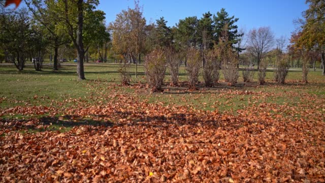 Falling autumn leaves in a public park
