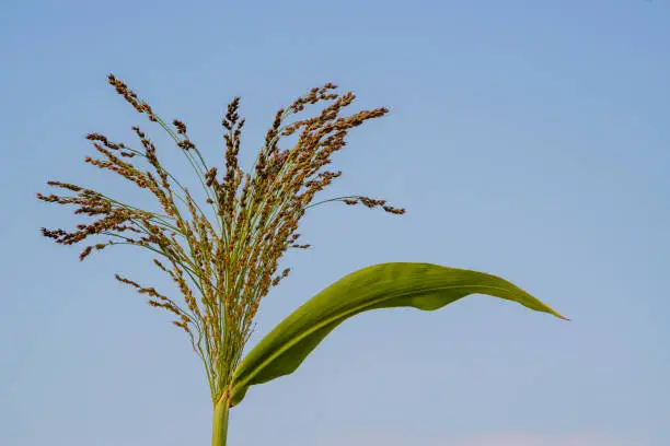 Golden Proso millet Panicum miliaceum  ripe seedhead in the summer field blue sky plant Moldova