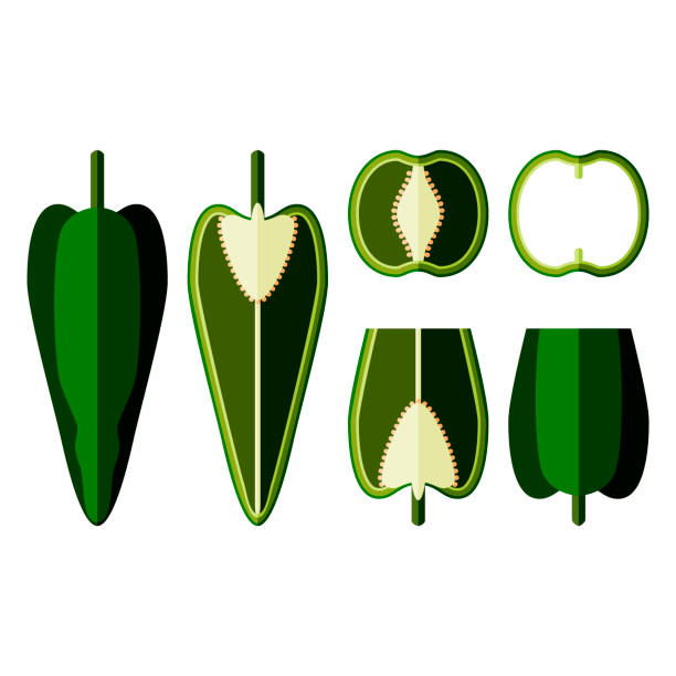 Set of poblano peppers. Whole, half, sliced, and wedges of peppers. Chili peppers. Ancho. Chile ancho. Capsicum annuum. Vegetables. Flat style. Vector illustration isolated on white background. Set of poblano peppers. Whole, half, sliced, and wedges of peppers. Chili peppers. Ancho. Chile ancho. Capsicum annuum. Vegetables. Flat style. Vector illustration isolated on white background. ancho stock illustrations
