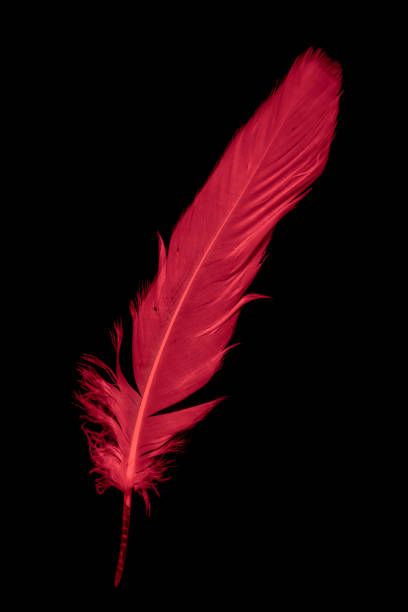 istock a red goose feather on a black isolated background 1420788743
