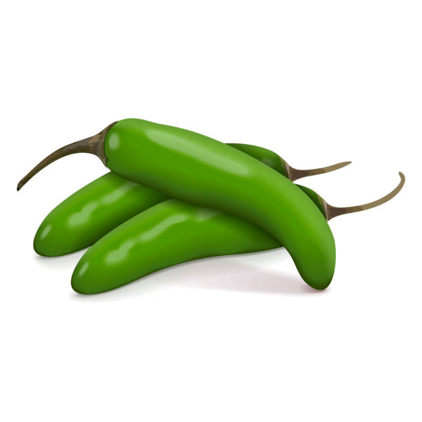 Group of green serrano Chile peppers. Chile serrano or serrano chilis. Chili pepper. Capsicum annuum. Fresh organic vegetables. Vector illustration isolated on white background. Group of green serrano Chile peppers. Chile serrano or serrano chilis. Chili pepper. Capsicum annuum. Fresh organic vegetables. Vector illustration isolated on white background. serrano chili pepper stock illustrations