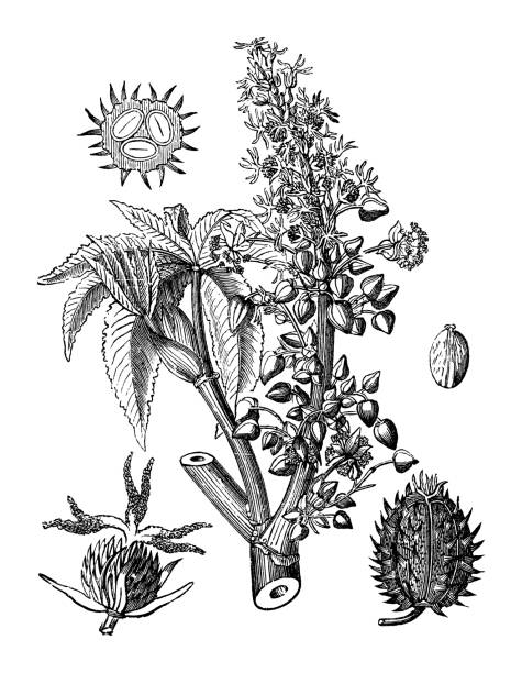 rizinusbohnen- oder rizinusölpflanze (ricinus communis) - vintage-gravierte illustration isoliert auf weißem hintergrund - wildflower botanical garden botany flower stock-grafiken, -clipart, -cartoons und -symbole