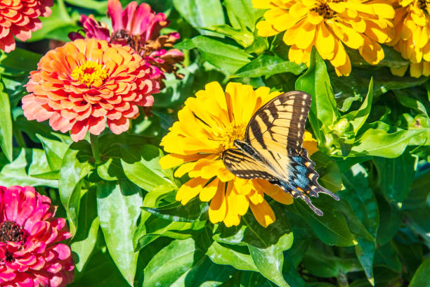 istock Yellow swallowtail butterfly on zinnia flower 1420790042