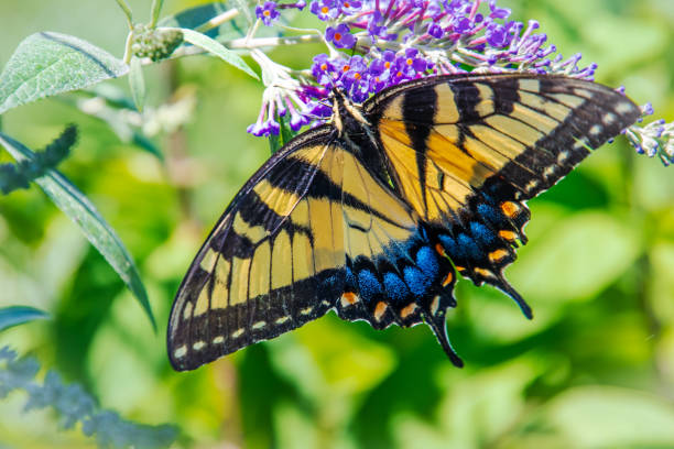 istock Yellow swallowtail butterfly on purple flower 1420790080
