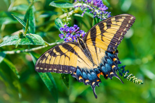istock Yellow swallowtail butterfly on purple flower 1420790117