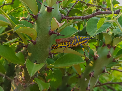 A Closeup Shot Of Locust Bird Photo Selective Focus On Subject Background Blue
