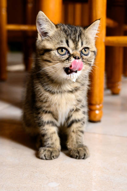 istock Cute persian exotic shorthair cat, kitten 1420793042