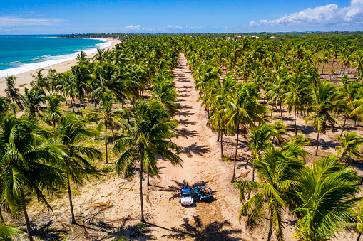 Buggy with tourists rides along in Maracaipe Beach in the middle of the Coconut Palm Trees, couple enjoy the ride.