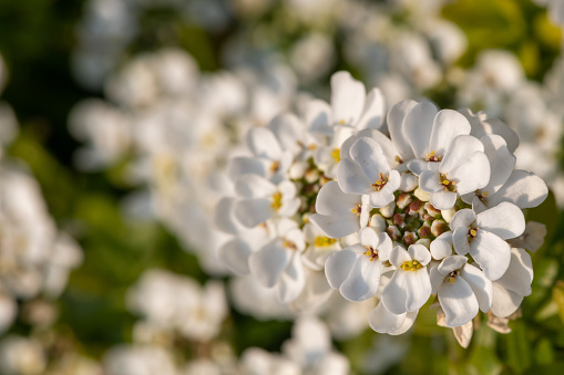 Close up of evergreen candytuft (iberis sempervirens) flowers in bloom
