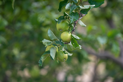Close up photo of green apples on tree branches. Selective focus on apples. No people are seen in fram. Shot with a full frame mirrorless camera under daylight.
