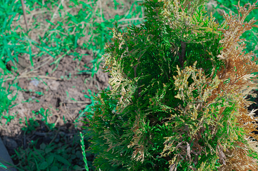 Eberraute (Artemisia abrotanum), Thymian, Rosmarin, Salbei und Schnittlauch,