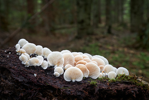 A large porcini in the forest in the autumn, Devon UK