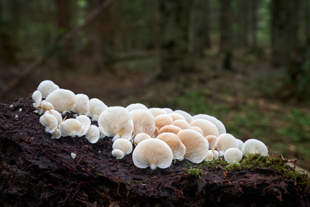 Crepidotus stock photo