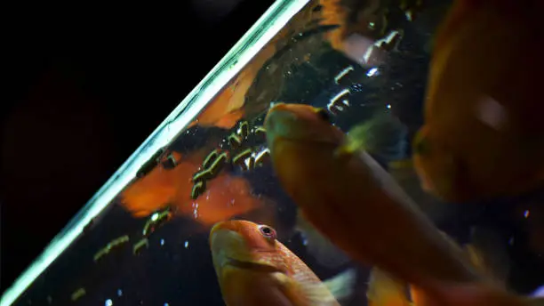 Photo of Bottom view of beautiful golden fishes in aquarium swimming and eating. Frame. Feeding time for goldfishes in the aquarium, nature concept.