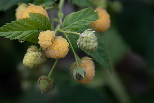 Close up of ripe and unripe yellow raspberries hanging on the bush against a green background