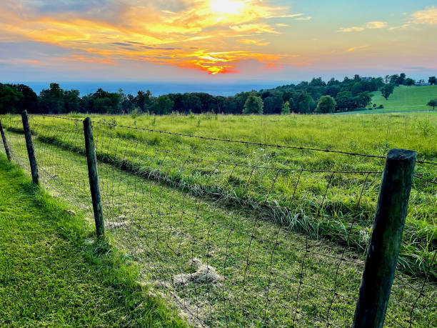 A wide, open rural landscape dominated by a vast, vibrant green field that stretches across the lower part of the image. The field is gently undulating and composed of low, dense vegetation, a young crop.The field extends to the horizon, where a dark band of trees and native forest marks the transition to more distant, rolling hills. The sky is bright and dramatic blue, filled with large, voluminous white cumulus clouds, which provide a striking contrast and add depth. The image evokes health, agriculture, summer, freedom, and the beauty of the countryside. Photo taken in Campo Alegre, Santa Catarina, Brazil.