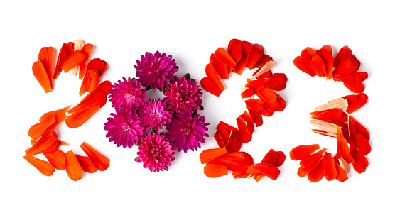 Beautiful colorful flowers background. Aster, carnation and rose flowers. Top view, flowerbed