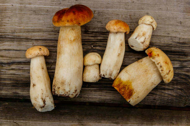 istock Freshly picked porcini mushrooms on rustic wooden table. Top view 1420802568