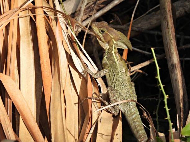 istock Jesus Christ Lizard (Basiliscus basiliscus) -resting on palm fronds 1420802574