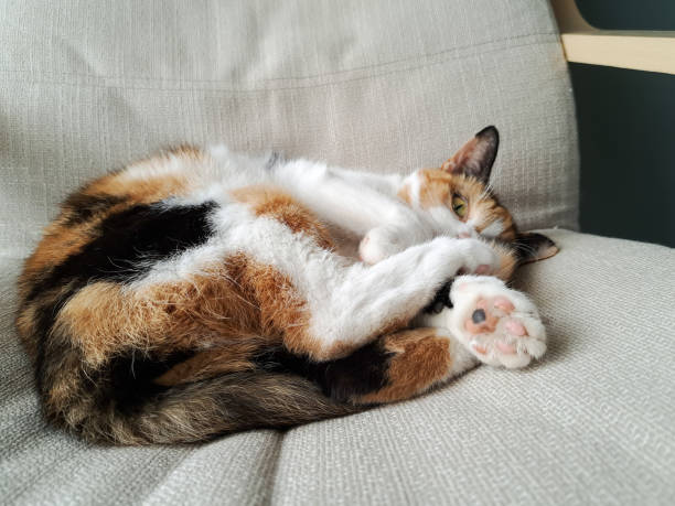 Beautiful calico cat lying appearing asleep on comfy chair, whilst keeping half an eye open to see what's happening all around. stock photo