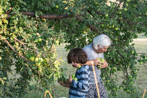 Photo of senior grandmother with white hair and 9 years old grandson harvesting green apples in apple orchard. grandmother has white hair and wearing a gray blouse while boy is wearing a striped long sleeve t-shirt. Selective focus on models. Shot under daylight with a full frame mirrorless camera.