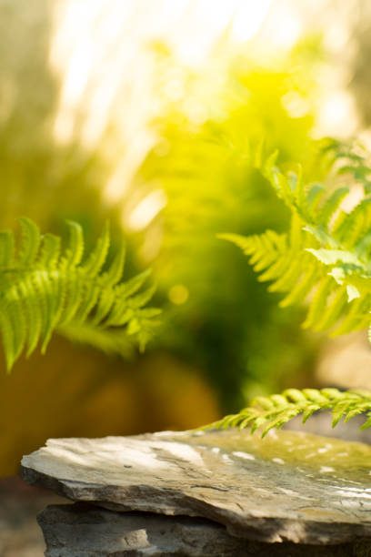stone empty podium stand for cosmetics with fern leaves in a summer garden.  Mock up. stock photo