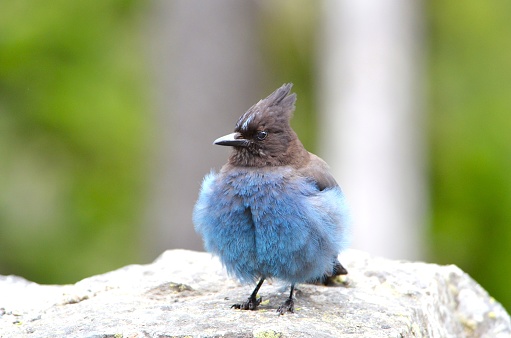 A fledgling Steller's jay stands on a stonewall in Mount Rainier National Park.