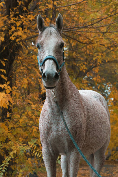 istock Arabian race horse portrait 1420807284