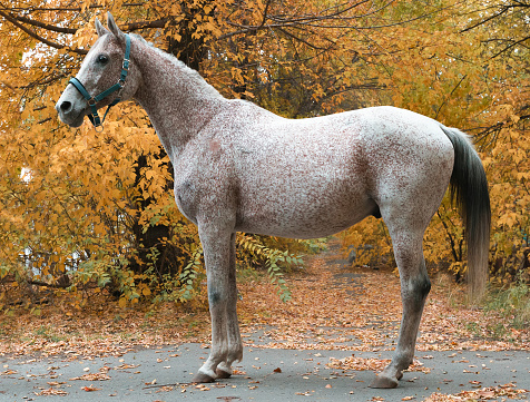Photo of an Arabian raceline horse in an exterior stand. Fleabitten grey