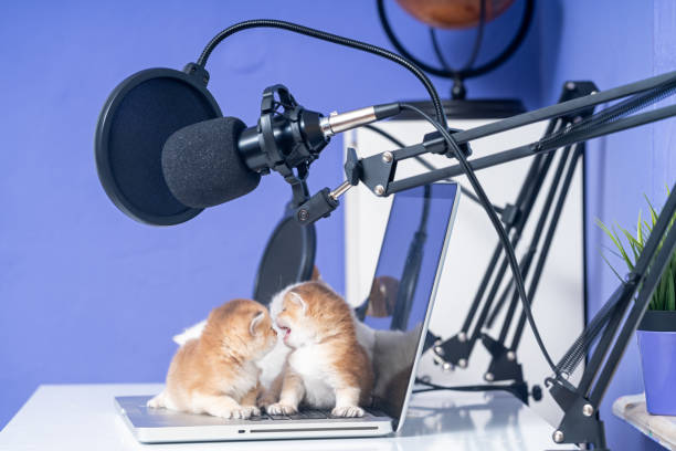 foto de british shorthair cats brincando com computador portátil - shorthair cat audio - fotografias e filmes do acervo