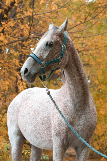 istock Arabian race horse portrait 1420807458