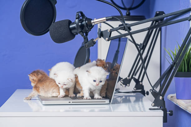 photo of british shorthair cats playing with laptop computer - shorthair cat audio imagens e fotografias de stock