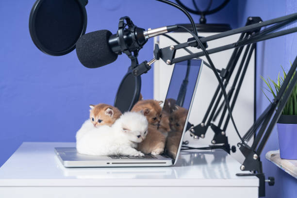 photo of british shorthair cats playing with laptop computer - shorthair cat audio imagens e fotografias de stock