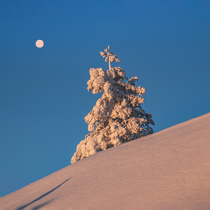 Full moon above the sunny christmas tree is covered with snow on the morning winter polar slope. Dawn northern minimalistic natural background with bright snow spruce.