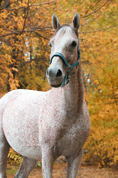 istock Arabian race horse portrait 1420807505