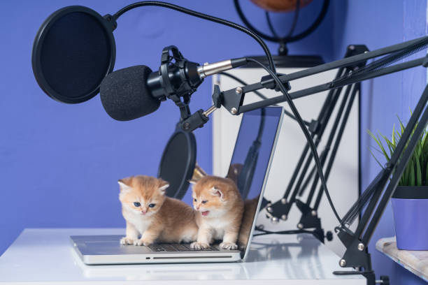 노트북 컴퓨터로 노는 영국 쇼트헤어 고양이의 사진 - shorthair cat audio 뉴스 사진 이미지