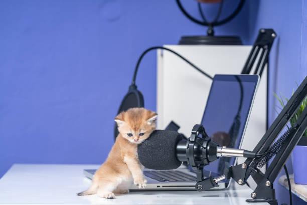 foto de gato de cabelo curto britânico brincando com computador portátil - shorthair cat audio - fotografias e filmes do acervo