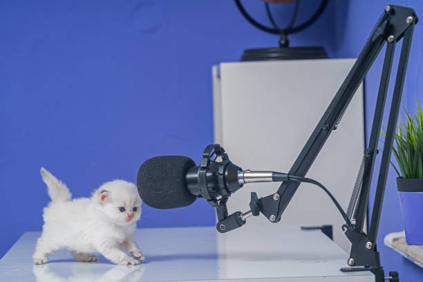 photo of white british shorthair cat on podcasting desk - shorthair cat audio imagens e fotografias de stock