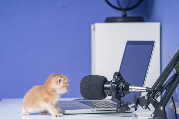 foto de gato de cabelo curto britânico brincando com computador portátil - shorthair cat audio - fotografias e filmes do acervo